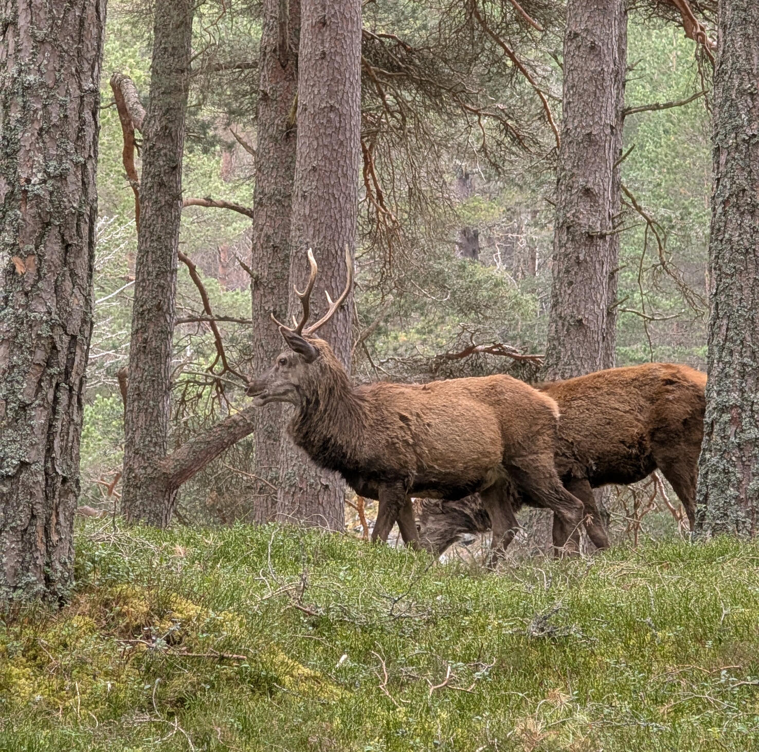 Stags and Drams